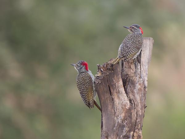 <h3><a href="/trips/tanzania/biota/animalia/chordata/aves/039 piciformes/009 picidae/campethera nubica/campethera nubica-nl.html">Campethera&nbsp;nubica</a> / Nubian&nbsp;woodpecker / Nubische&nbsp;specht</h3>OM-1 Mark II met OLYMPUS M.150-400mm F4.5, 1/2000 sec  bij F4.5, ISO 4000, afstand 33.2&nbsp;m